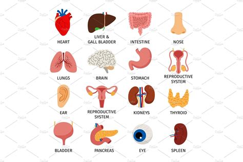 Human body internal organs set | Human body anatomy, Body anatomy organs, Anatomy organs