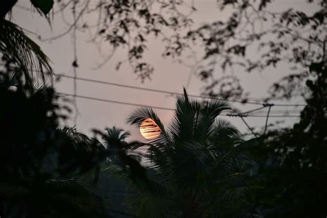 Silhouette of Trees During Sunset · Free Stock Photo