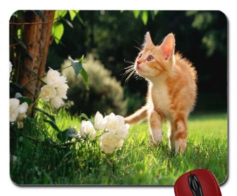 Orange Kitten Wallpapers - Top Free Orange Kitten Backgrounds - WallpaperAccess