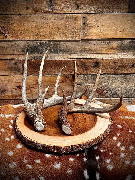 Medium Size Whitetail Deer Antler Sheds - A Grade - Choose Quantity