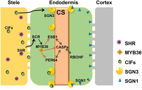 Frontiers | Spatial Expression and Functional Analysis of Casparian Strip Regulatory Genes in ...