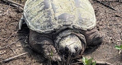 Common Snapping Turtle Facts | Cook Museum of Natural Science