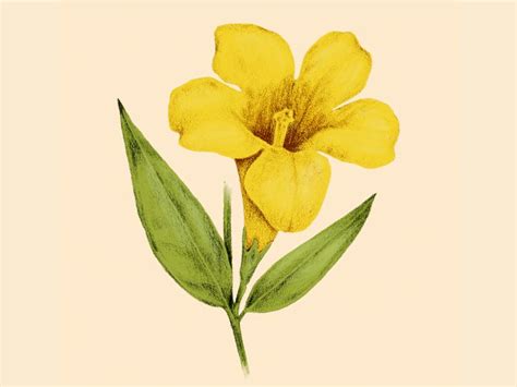 Yellow Jasmine | Flower drawing images, Flower drawing, Jasmine drawing