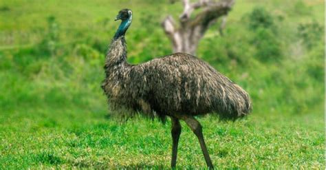 Emu vs Cassowary: The Key Differences - A-Z Animals