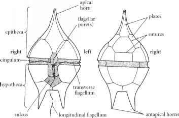 Dinoflagellates Structure