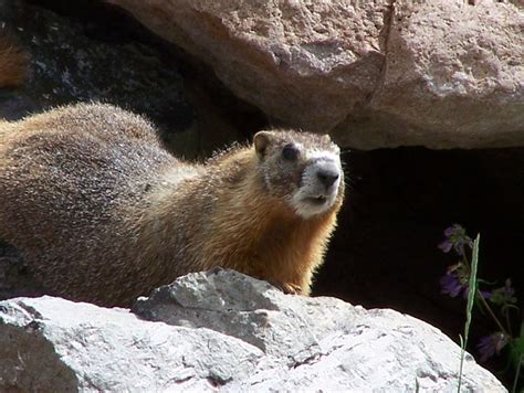 Yellow-bellied Marmot (Marmota flaviventris) - Jewel Cave National ...