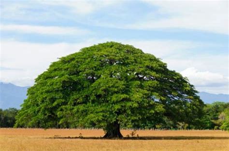 Árbol de Guanacaste | Wiki | Costa Rica Amino Amino