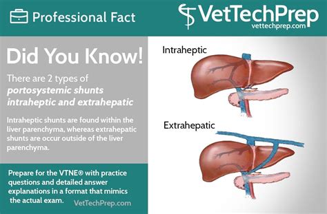 Did you know: 2 Types of Portosystemic Shunts in 2020 | Vet medicine, Vet tech student, Vet tech ...