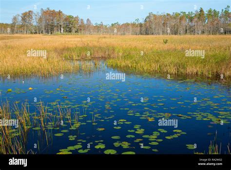 Wetland marsh along Cypress Boardwalk, Grassy Waters Preserve, West ...