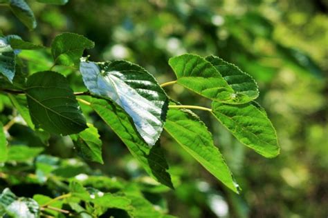 Mulberry Tree Leaves Free Stock Photo - Public Domain Pictures