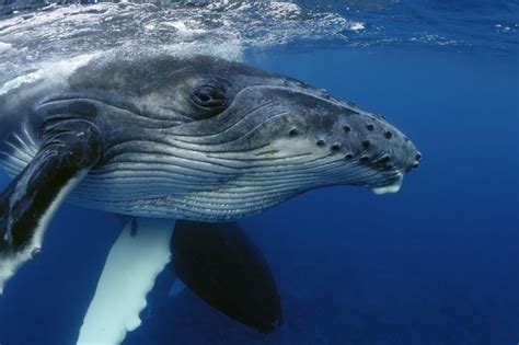 Humpback-whale-under-water - Telepathic Animal Communication Specialist Sharon Loy