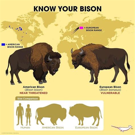 Peppermint Narwhal Creative on Instagram: "Know Your #Bison # ...