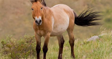 Przewalski Horse | The Biggest Animals Kingdom