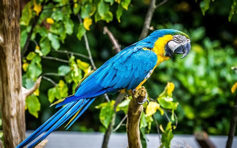 parrot birds Wallpapers HD / Desktop and Mobile Backgrounds