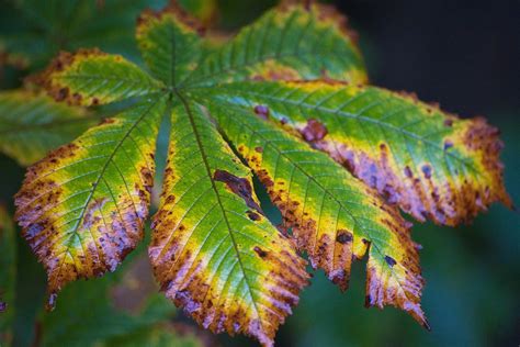 Chestnut Leaf Buckeye Brown Autumn - Free photo on Pixabay