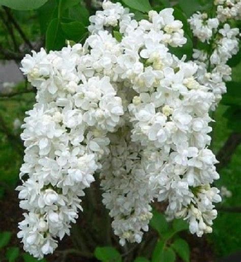 image 0 | Flowers perennials, Lilac bushes, Lilac flowers