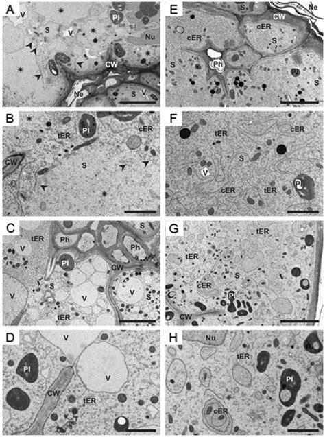 Identification and characterization of a putative protein disulfide ...