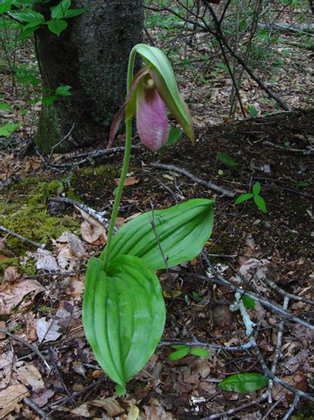 Wildflowers in Hickory Nut Gorge - Hickory Nut Forest