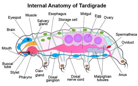 Facts about Tardigrades (Water Bears)