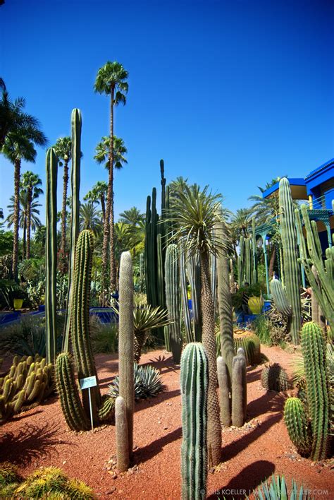 Yves St. Laurent's Gardens in Marrakech, Morocco