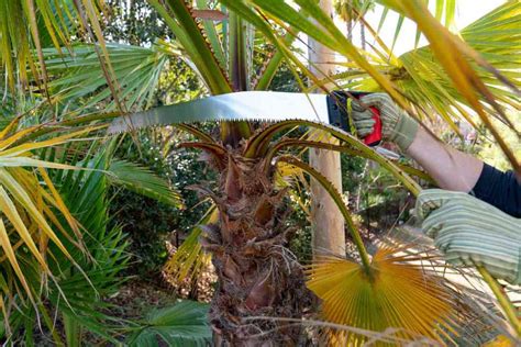 Palm Tree Trimming: An Expert's Tips [Step-By-Step Guide]