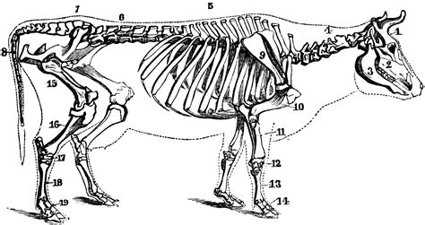 Cow Skeleton | ClipArt ETC