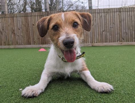 Rescue Dog | Jack Russell Terrier (JRT) | Milo | Dogs Trust Parson Jack ...