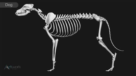 ArtStation - animal skeleton collection | Resources