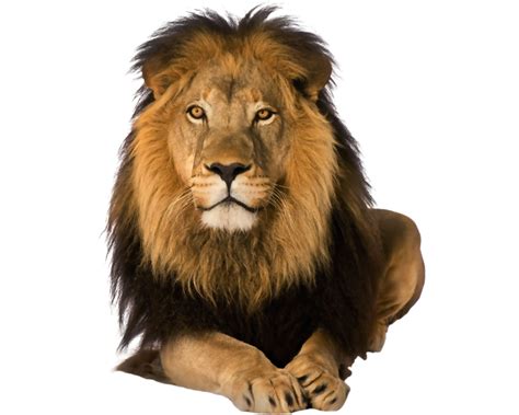 Download High Quality lion clipart real Transparent PNG Images - Art ...