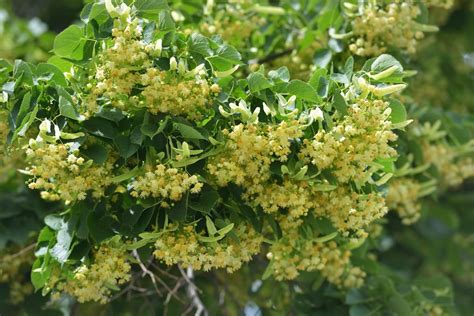 Linden flowers & leaves: harvest, uses & benefits - Plantura