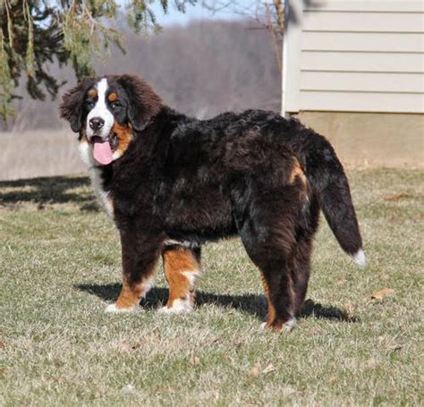 Bernese Mountain Dog Puppy for Sale - Adoption, Rescue for Sale in ...