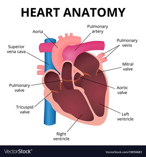 Libro Guinness de récord mundial Deportes siguiente human heart anatomy ...