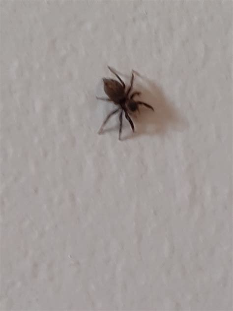 little spider : r/whatsthisbug