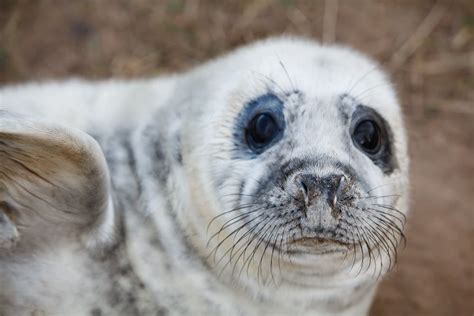 Seal Pup! :DDD | Seal pup, Pup, Cute animals