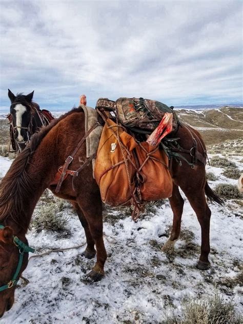 Cow Elk Hunting with SNS Outfitter & Guides | Wyoming Hunting News