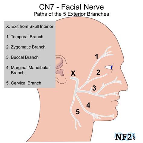 Facial Nerve | Facial nerve, Nerve, Cranial nerves