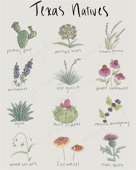 Texas Native Plants Digital Print - Etsy | Texas native plants, Texas ...