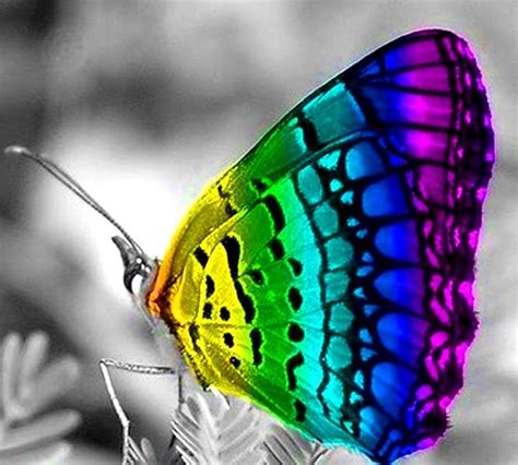 Rainbow butterfly color splash | Beautiful butterflies, Rainbow ...