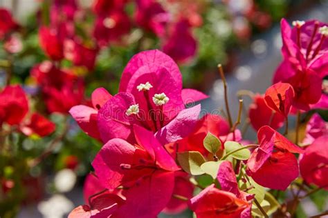 Bougainvillea Pink Flowers In Mediterranean Stock Image - Image: 72313819