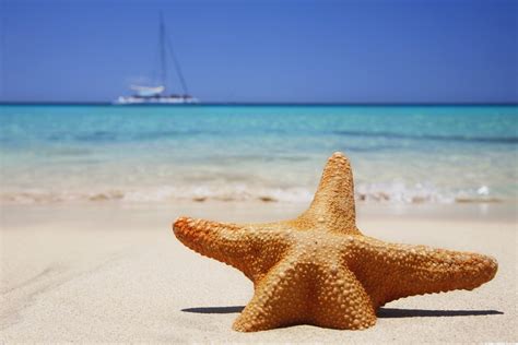 Starfish beach wallpaper | High Definition Wallpapers, High Definition Backgrounds