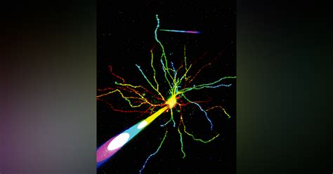 Two-photon imaging enables deeper understanding of neuron function | Laser Focus World