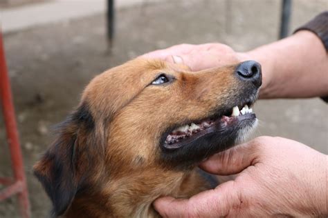 Why Are My Dog’s Teeth Chattering? How to Help Your Pet - PetHelpful