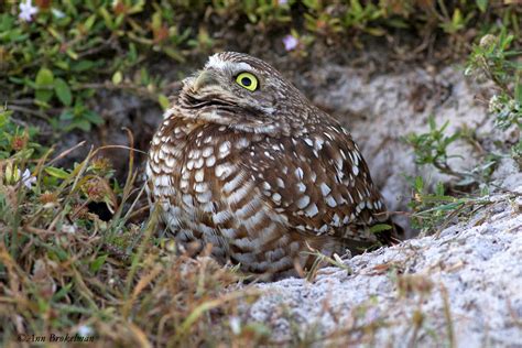 Ann Brokelman Photography: Burrowing Owls Florida 2015