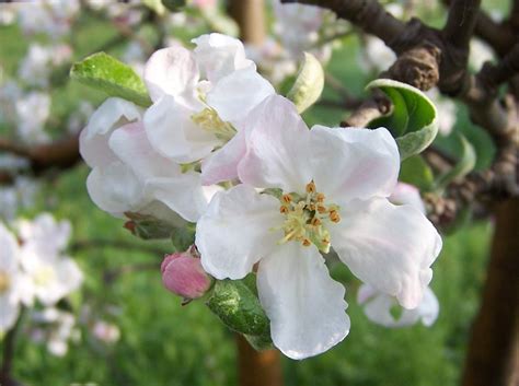 Malus domestica (Apple, Apples) | North Carolina Extension Gardener ...