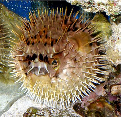 SEA LIFE Minnesota Aquarium: Porcupine Pufferfish