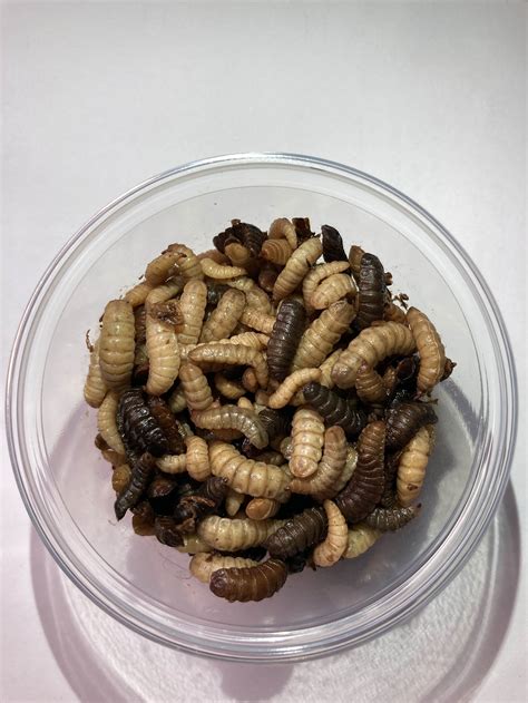 Calci worms - 40g pack • Small Exotic Farm