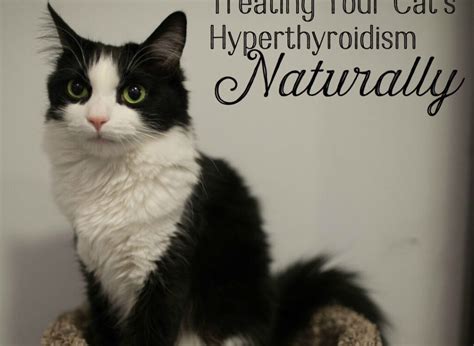 Natural Remedies For Hyperthyroidism In Cats » The Best Breeds Of Cats