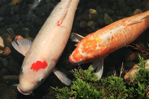 The Basics of Koi Breeding: Part I — Koi Story