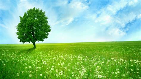 4k Nature Green Wallpapers - Top Free 4k Nature Green Backgrounds ...