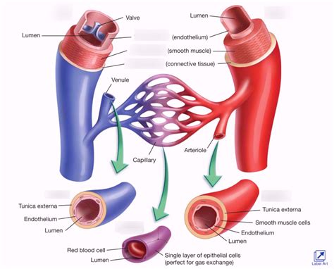 Anatomy Of Blood Vessels Worksheet | Porn Sex Picture